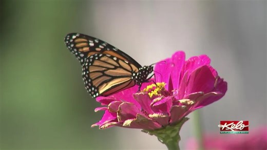 Monarch would get South Dakota help under resolution