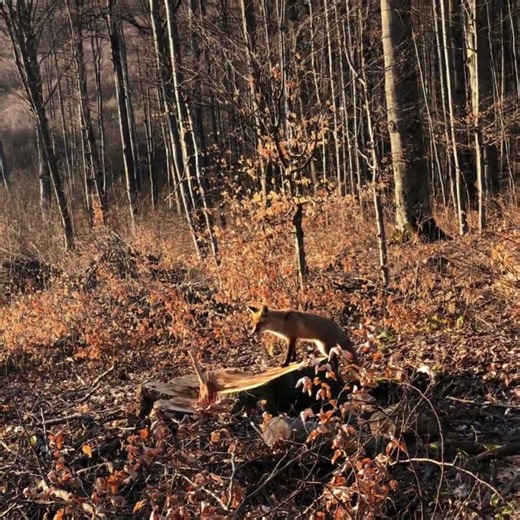 🌳 Adaptive Vision – Science of the Forest | PlanetQuest: Frontiers