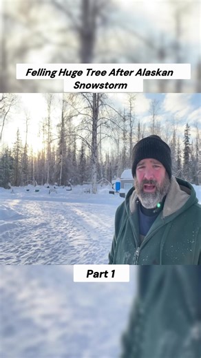 Felling Huge Tree After Alaskan Snowstorm #vanlifetravel #alaska #homestead