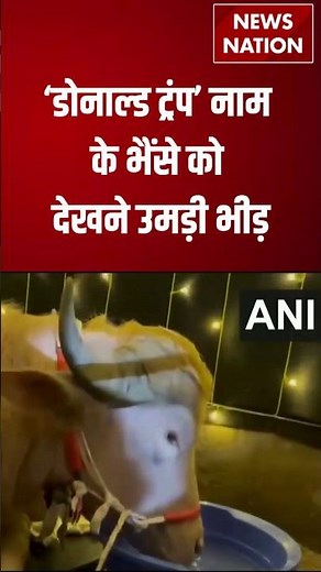 Albino Buffalo Viral Video: ‘Donald Trump’ नाम के भैंसे को देखने उमड़ी भीड़ | Bangladesh | #shorts