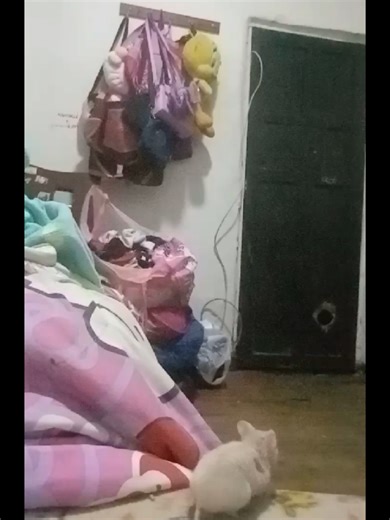 Lo que hacé el aburrimiento: Diversión con Hamsters