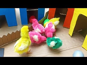 Rainbow Chickens You’ve Never Seen Before!