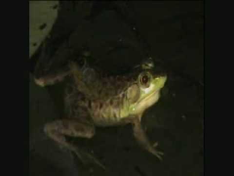Mink frogs calling