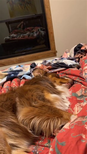 🌟 ᥴⅈꪀᦔꪗ 🌟 on Instagram: "It’s an Aussie thing 🫣🤭 #australianshepard #aussies #aussiesofinstagram #dog #craycray"