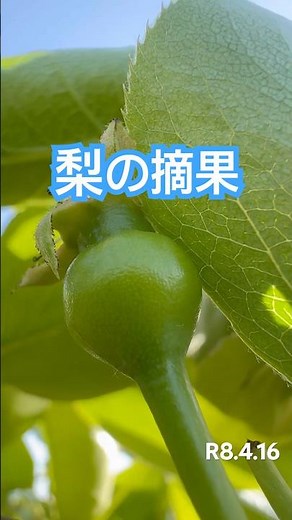 梨の摘果、アブラムシ退治と接木その後#摘果#ひので農園