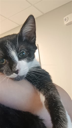 Meet Wobbles — proof that a little wobble never stopped anyone from being a menace. 😼💥 Wobbles came to us at about 6 weeks old from our rural shelter partner with his sisters. At first glance, he was a happy, healthy little kitten… but it quickly became clear that his head had a mind of its own (clocked at nearly a 90° angle, to be exact). After several vet visits and a few rounds of antibiotics, Wobbles decided to straighten things out—literally. Now at 5 months old, his head is mostly where 