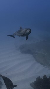 Whatever your expectations might be, Socorro will exceed them! Maybe you grew up watching ocean documentaries, dreaming of a world where giants still rule the sea. Here, it feels like time has stopped and nature remains untouched. Giant mantas, dolphins, hammerheads, tiger sharks, and other pelagics make every dive unforgettable. Comment if you’re ready to live liveaboard experience. 🔗 Booking link in bio. #SocorroIslands #LuxuryDiving #LiveaboardLife #OceanLuxury #DiveTravel #BucketListDive #S