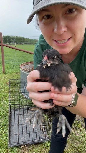 The chickens are back in the brooder! #Chicks #Chickens #Brooder #DryHumor #Sarcasm #MarriageHumor #Marriage #CoupleHumor #KeepRanchin #KingOfTikTok #RanchLife #Ranch | Bar 7 Ranch