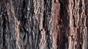 Texture of tree trunk in the forest Close up of texture of an old oak tree bark.