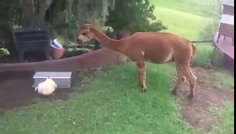 The chicken has figured out how her feeder works, now closes it in time so the alpacas don't eat all the food