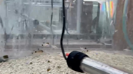 13 reactions | Platinum Neon Tetra A stunning variation of the...