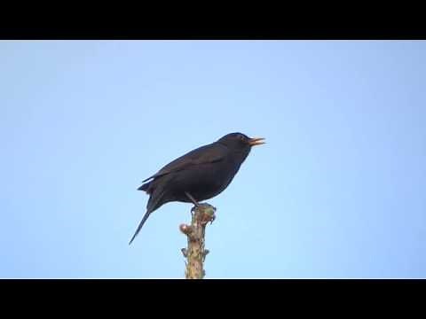 Common blackbird song // Turdus merula