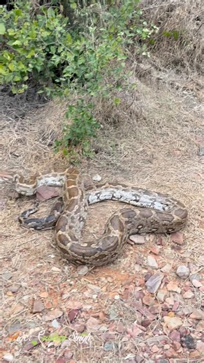 An angry python primarily makes a loud, intimidating hissing sound by forcefully expelling air through its glottis (throat opening). Listen to the sound of an angry python. Definitely he don’t want us to be around 😱 #tigerpradeepsingh #snakeofinstagram #keoladeonationalpark #indianrockpython #indianwildlifeexpeditions | Pradeep Singh