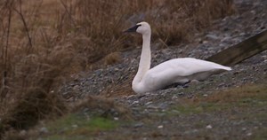 More trumpeter swans killed by lead shot in B.C. border lake