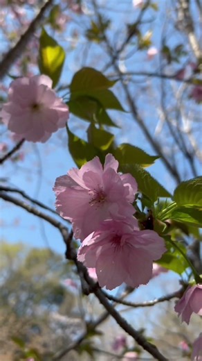 #絶景 #花 #桜 #自然 #植物