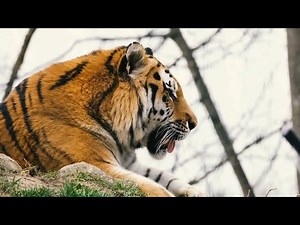 How Effective Are Anti Poaching Laws