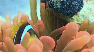 Close-up fish clownfish in sea anemone a in underwater nature. Remarkable bond between sea anemone and clownfish is striking. Impressive is symbiotic friendship of fish and sea anemone.