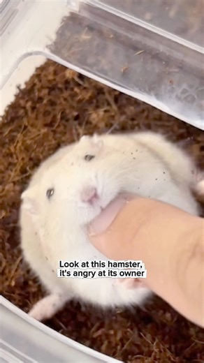 Angry hamster 🦖🦖🦖 #hamster #hamsters #pets #cute