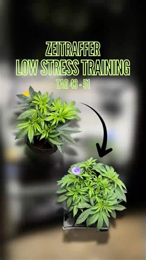 LST | Unglaubliche Veränderung im Zeitraffer!