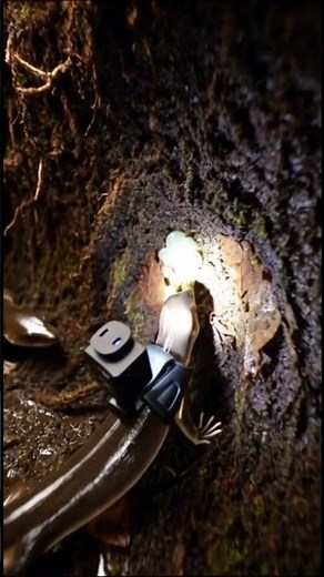 A Camera Mounted on a Newt Exploring Its Hidden Underground World 🦎🔬