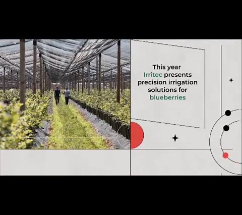 This year Irritec presents precision irrigation solutions for blueberries, being the exclusive irrigation sponsor of the International Blueberry Days. We can’t wait to meet you! #Irritec #Dontwaitforrain #Macfrut #Macfrut2023 | Irritec
