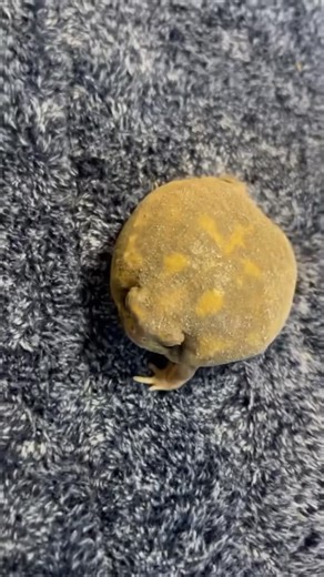 Frequent Frogs on Instagram: "Just a spooky potato 🥹🐸💚 unknown ———————- ✅Follow me for daily frog vids to brighten up your day! 📸DM for credit/removal ———————- #cutefrog #cutefrogs #froggo #animalsoftheworld #animalsmakemehappy #froglife #froglover #froglet #frogphotography#frogpond #frogfam #froggies#animalsareawesome#animalsarebetterthanpeople #animalsarethebest #amphibiansofig #toadlife #americantoad #treefrogsofinstagram #animalloves #animalloversclub #animalloverforlife #frogspawn #frog