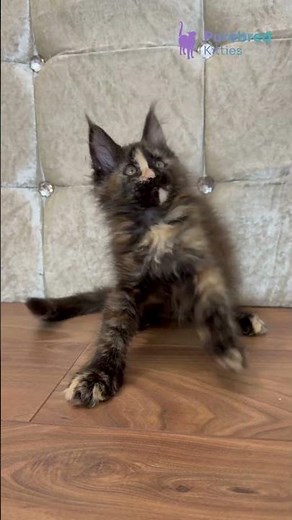 Adopt Esmi: The Energetic Maine Coon Kitten 🖤 Black Tortoise Smoke Beauty with Lynx Ears! #MaineCoon