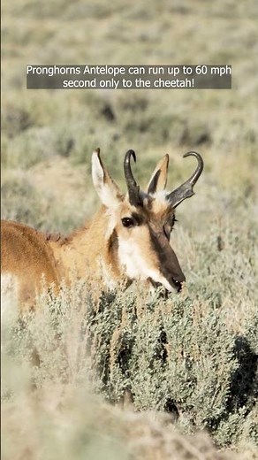 Pronghorn Antelope Speed: 60 mph of Pure Power!