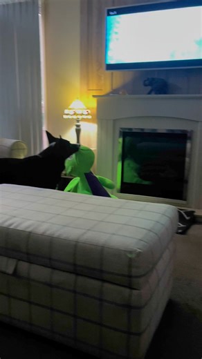 102 reactions · 13 comments | Barney and his giant toy watches the fight | Stephen Kelleher | Facebook