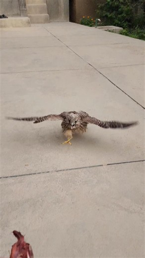 Watch What My Little Kestrel Does When I Call It! 👀🦅