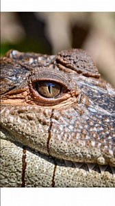 Do Gators cry Crocodile tears ?