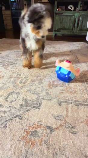 Best Dog Toy for Your Bernedoodle