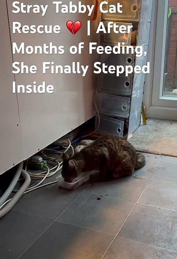 Feeding This Scared Stray Tabby for Months – Watch His Emotional First Step Inside! 😿❤️