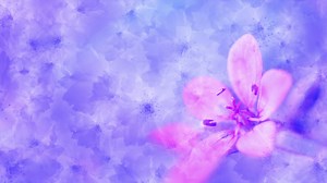 Pink Flower Background Free Video
