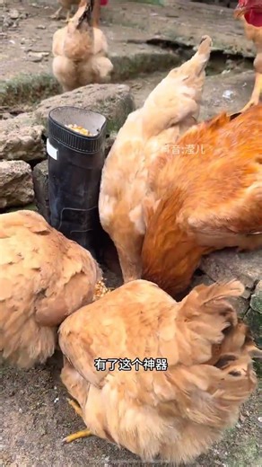 Rural Entrepreneurial Chickens: Farming Success Stories