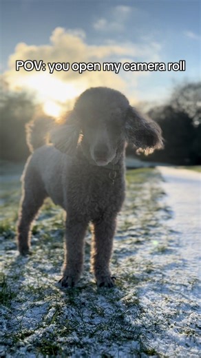 Adorable Miniature Poodles Caught on Camera