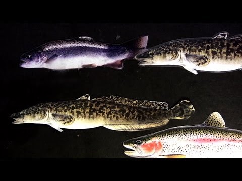 How to Animate Fish Swimming | Stop Motion