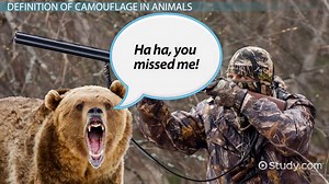 Camouflage in Animals | Definition, Types & Examples