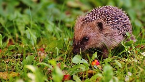 Accueillir le Hérisson dans son jardin