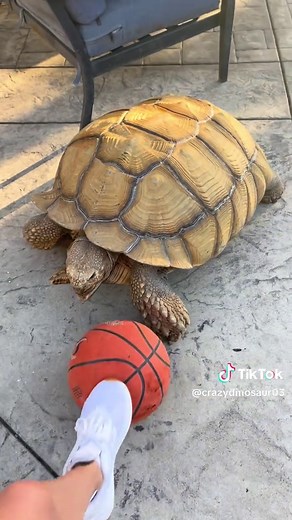 Daylight Savings Shenanigans with Our Tortoise