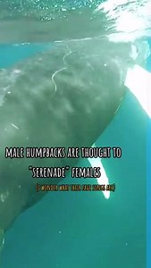 32 reactions | It's #HumpDay which means it's time for some more #Humpback Facts! What #MarineMammal questions do you have? Comment below for a chance to see them answered in an upcoming video!  NOAA . . . #HumpbackWhale #Whales #Dolphins #FunFacts #MarineBiology #MarineLife #Marine #Ocean #Sea #HumpDay #Science #Conservation #Education #OceanLife #SeaLife #Beach | Whale and Dolphin Conservation | Facebook