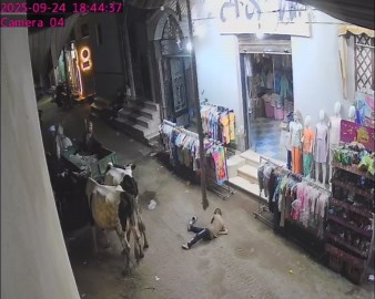 Mischievous boy tries to bother a cow but gets kicked into the air