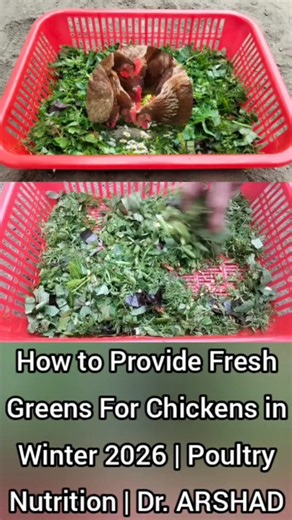 How to Provide Fresh Greens For Chickens in Winter 2026 | Poultry Nutrition | Dr. ARSHAD | Part 3 #GreensforChickens | Dr. Arshad Veterinary Clinic