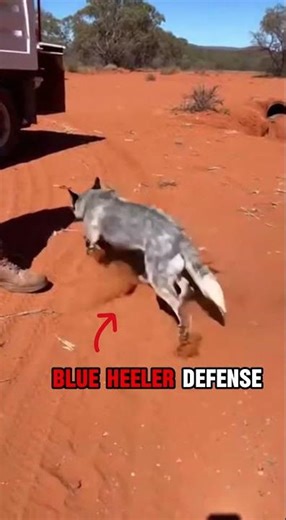 Close call! Dog vs Giant Lizard 🐊