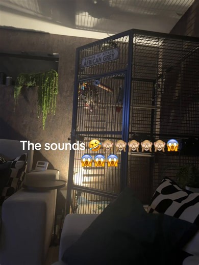 Funny Reactions to Loud Noises and Whistling