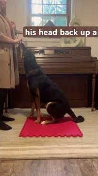 CANINE FITNESS - Postural Evaluation pt 1: The Square Sit