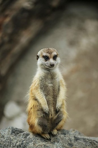 Mongoose vs Meerkat: 5 Key Differences