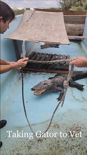 Catching Gator to Take to Vet!