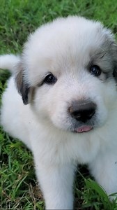Soooo cute, Yes!!! Great Pyrenees puppies literally are the most beautiful and happy puppies on earth...however, they are bred for a purpose, and that purpose is to guard and love their owners and / or livestock. Many puppies we raise are very happy as pets as long as their family appreciates and understands the instincts that come with every Hilltop Great Pyrenees, loyally to guard their human and pet family. All Hilltop Great Pyrenees are excellent Livestock Guardians and do well on family far
