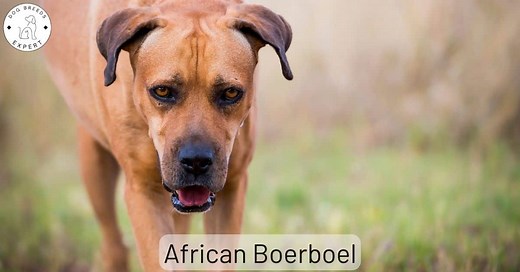 The African Boerboel: Dangerous Dog or Great Family Pet?